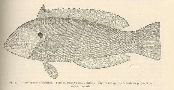 صورة Halichoeres semicinctus (Ayres 1859)