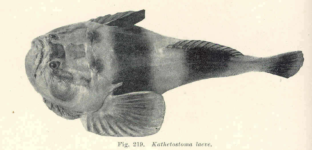 Image of Kathetostoma