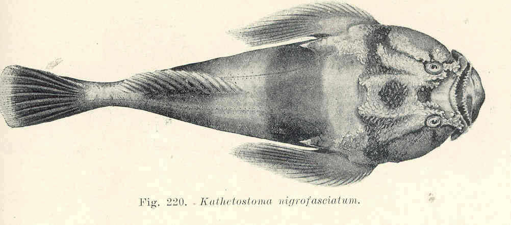 Image of Kathetostoma