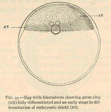 Image of Membras