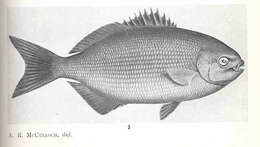 صورة أسماك جلدية الزعانف