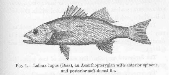 Image of Dicentrarchus