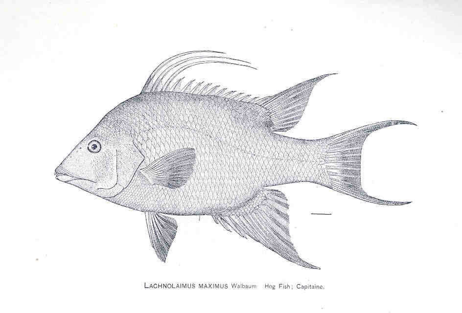 Image of Lachnolaimus