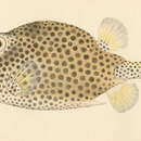 Image of Spotted Trunkfish