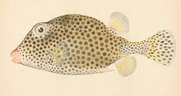 Image of Spotted Boxfish