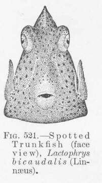 Image of Spotted Boxfish