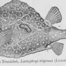 Imagem de Lactophrys trigonus (Linnaeus 1758)