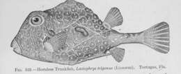 Image of "Triggerfishes, boxfishes, puffers, molas and relatives"
