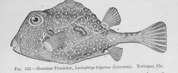 Image of Spotted Boxfish