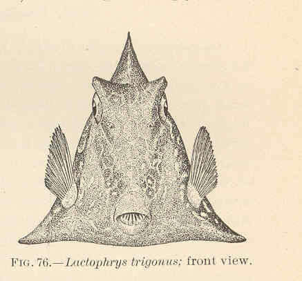 Слика од Lactophrys
