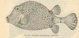 Image of Spotted Boxfish