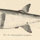 Imagem de Lagocephalus laevigatus (Linnaeus 1766)