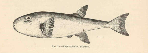 Plancia ëd Lagocephalus