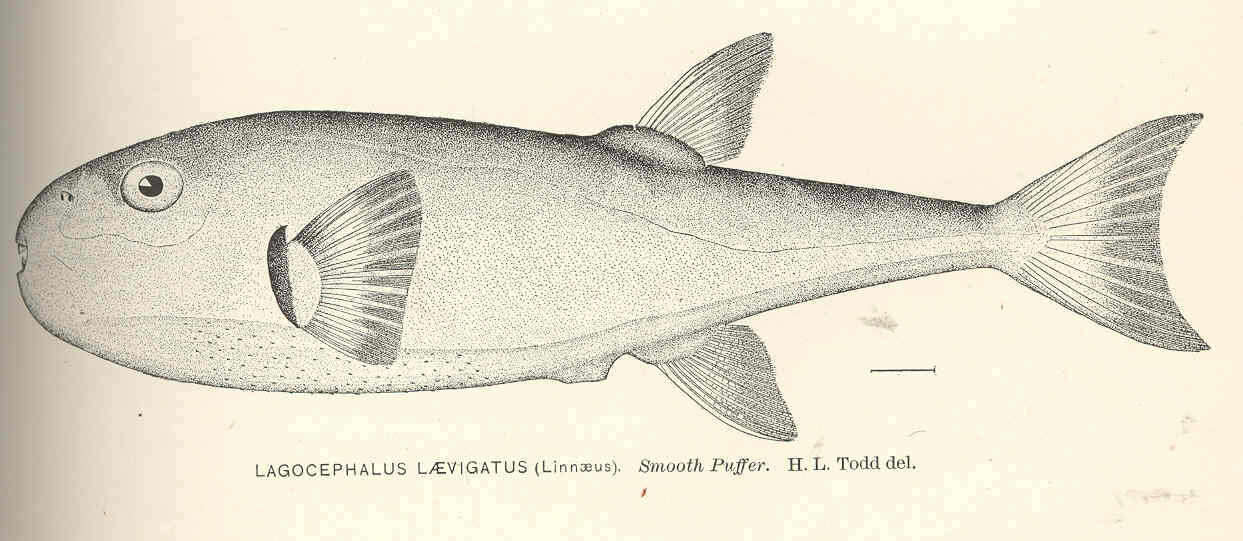 Image of Lagocephalus
