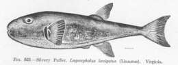 Image of Lagocephalus
