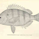 صورة Lagodon rhomboides (Linnaeus 1766)