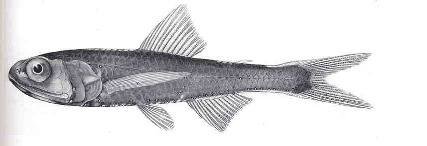 Image of lanternfishes