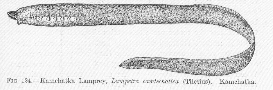 Image of Cephalaspidomorphi