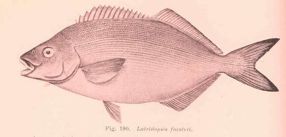 Image de Latridae