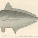 Image of Equulites stercorarius (Evermann & Seale 1907)