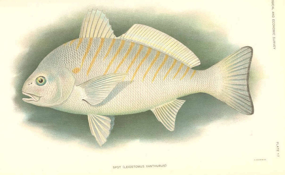 Imagem de Leiostomus