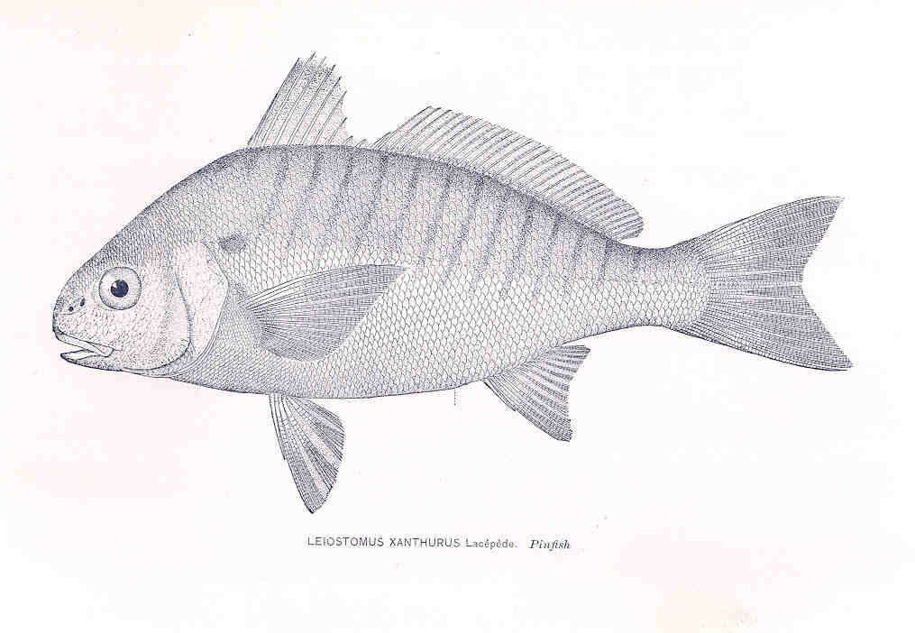 Imagem de Leiostomus