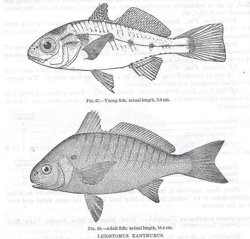 Image of Leiostomus