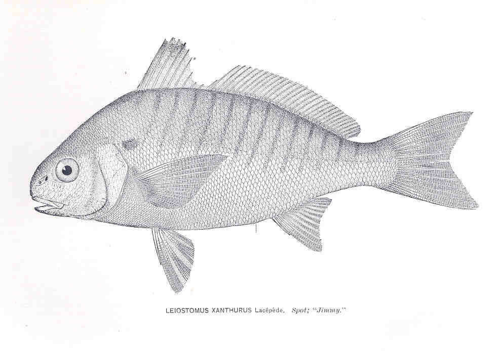 Imagem de Leiostomus