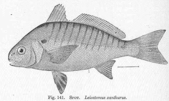 Image of Leiostomus