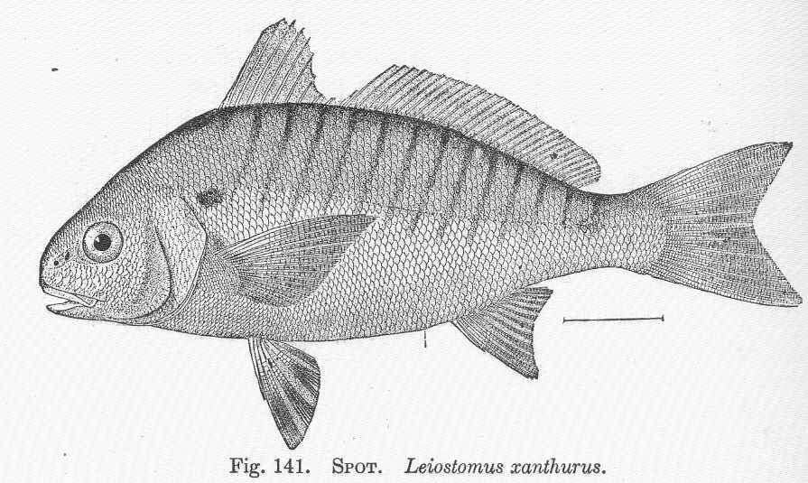 Imagem de Leiostomus