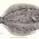 Image of Winter flounder