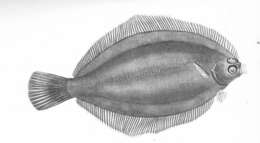 Image de Microstomus