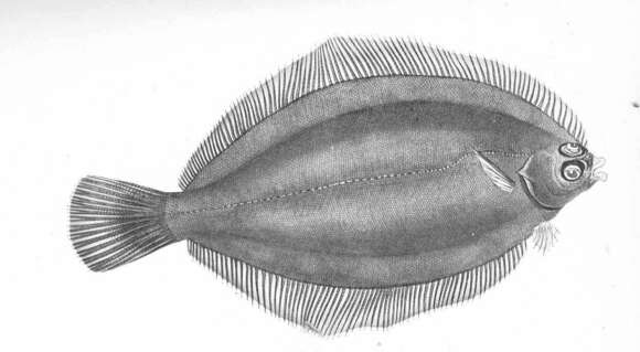 Image of Microstomus