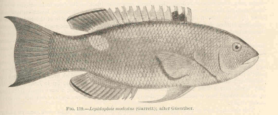 Image de Bodianus