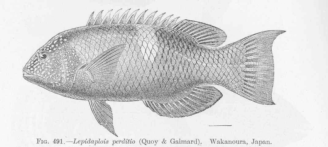 Bodianus perditio (Quoy & Gaimard 1834) resmi