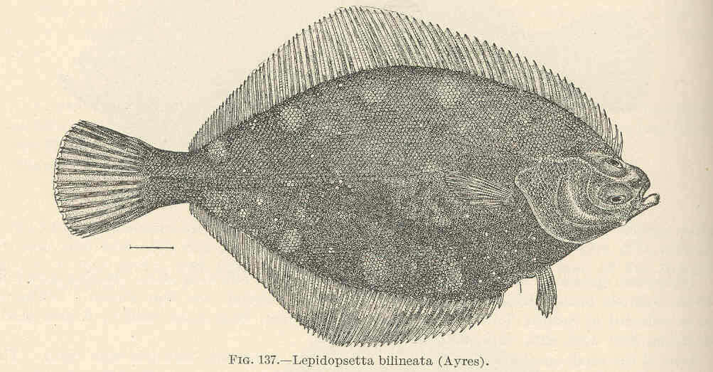 Image of Lepidopsetta