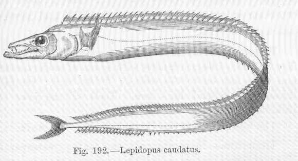 Image de Lepidopus