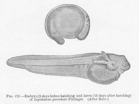 Image of South American lungfishes