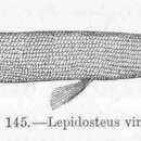 Image of Lepidosteus Agassiz 1843