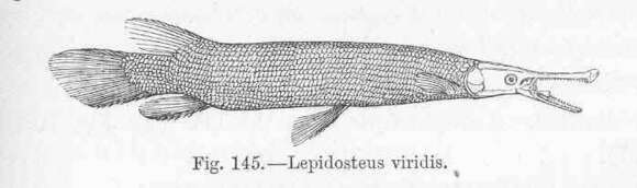 Image of Lepidosteus Agassiz 1843