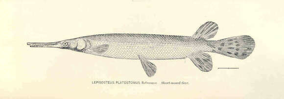 Image of gars