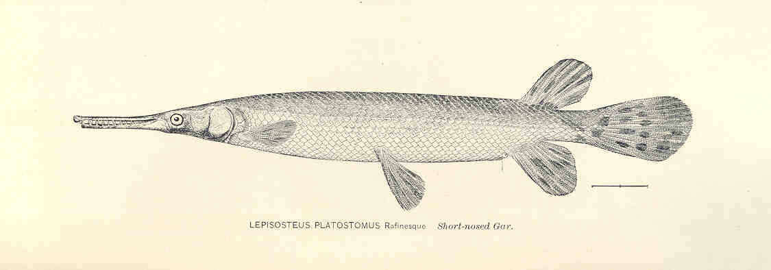 Слика од Lepisosteiformes