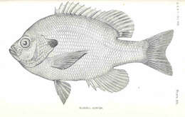 Image of sunfishes
