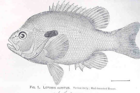 صورة Lepomis