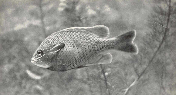 Image of Lepomis