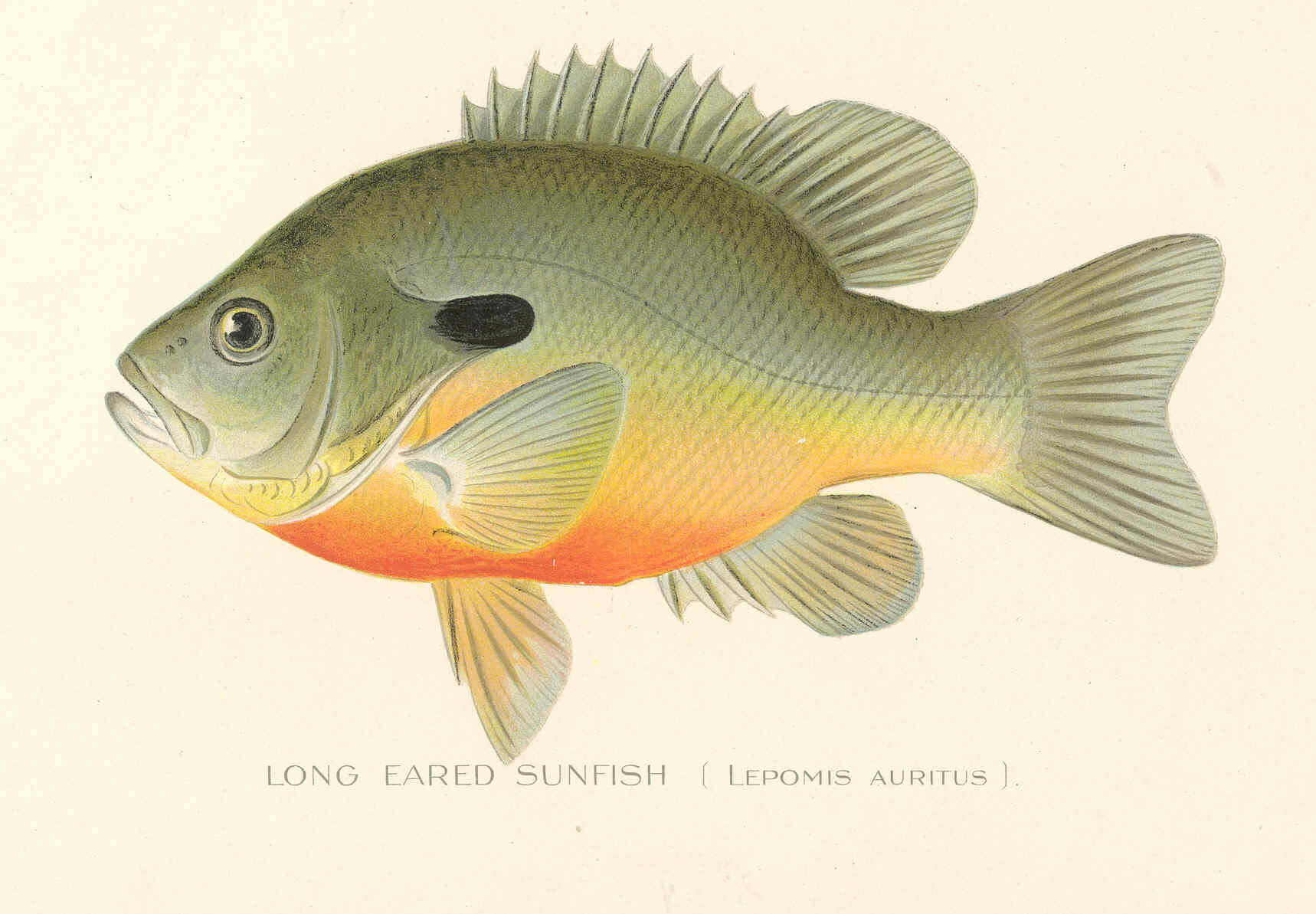 صورة Lepomis