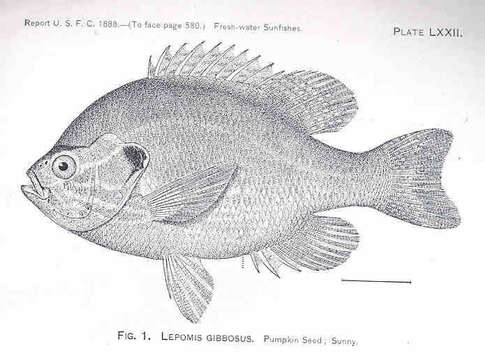 Image of Lepomis