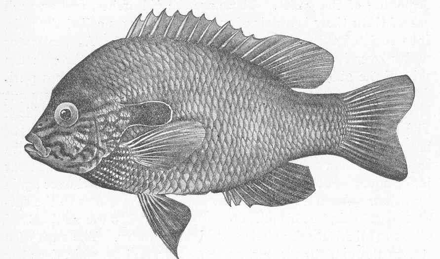 Image of Lepomis