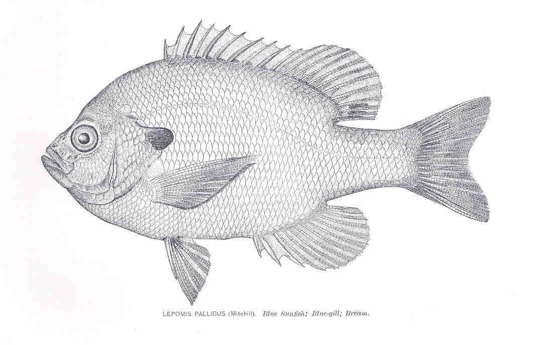 Image of Lepomis