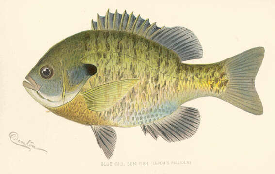 Image of Bream